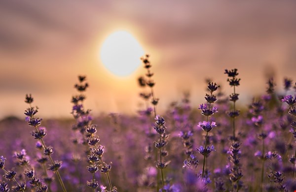 Tuintrends: lavendel en laurier zijn terug van nooit weggeweest